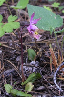Calypso bulbosa - side view [image from Meghan McCormick]